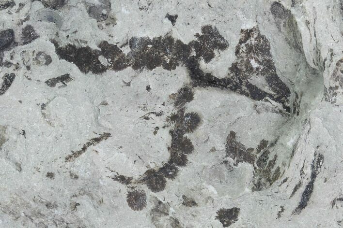 Plate Of Silurian Fossil Algae (Leveillites) - Estonia #102640